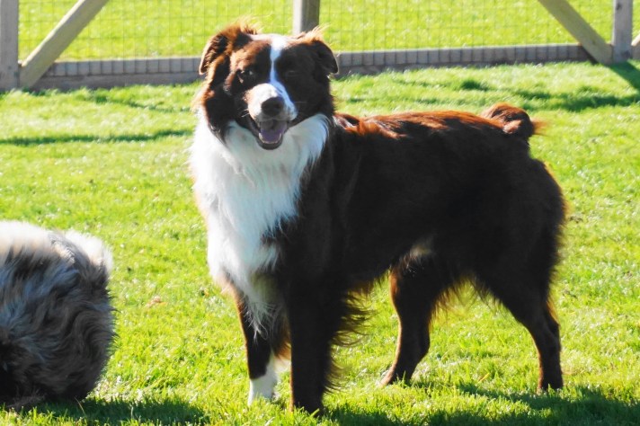 threedogsonekicktothefaceedit (1).JPG