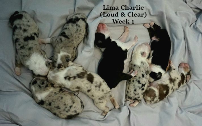 Lima Charlie Week 1 Group Picture