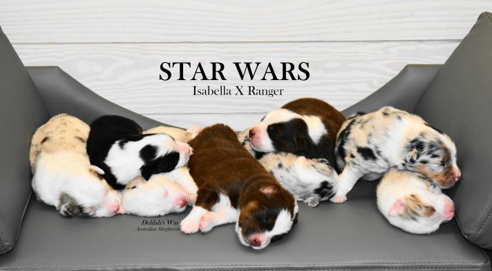 StarWars-Wk1-Group-cropped